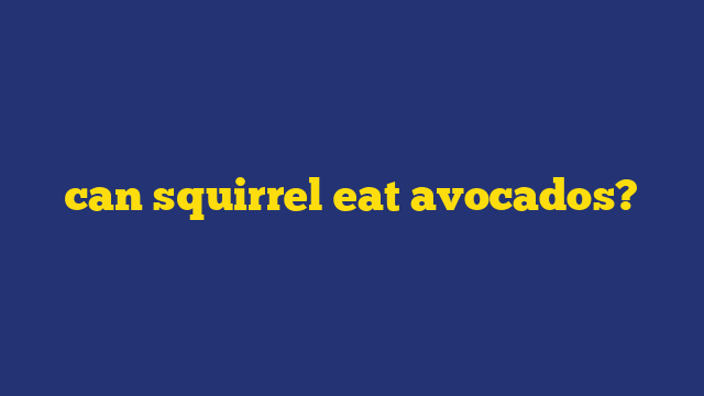 can squirrel eat avocados?