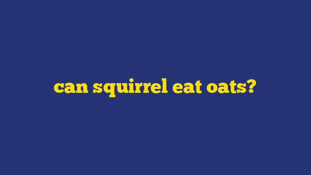 can squirrel eat oats?